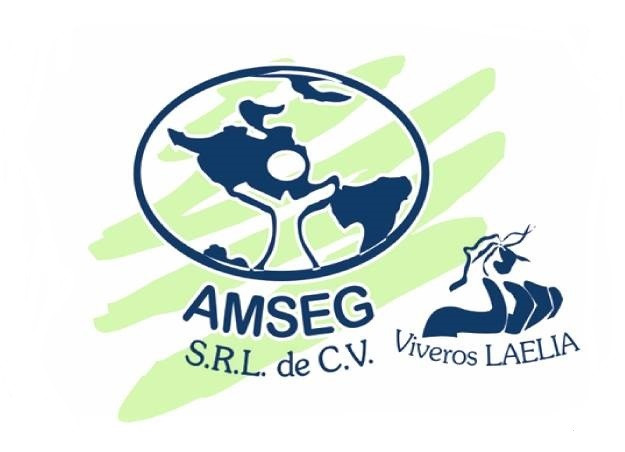AMSEG VIVEROS LAELIA, S. de R.L. de C.V. logo
