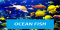 Ocean Fish