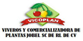 Viveros Y Comercializadora De Plantas Jobel Sc De Rl De Cv